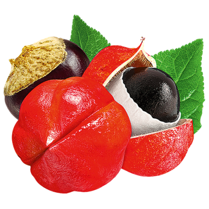 Das Bild zeigt die Lattella Plus Fruchtabbildungen der Guarana Frucht