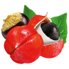 Das Bild zeigt die Lattella Plus Fruchtabbildungen der Guarana Frucht
